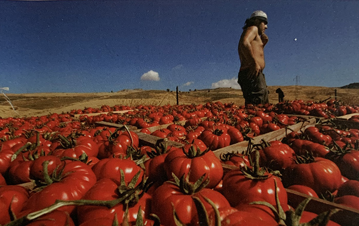 Uomo vicino a delle casse piene di pomodori