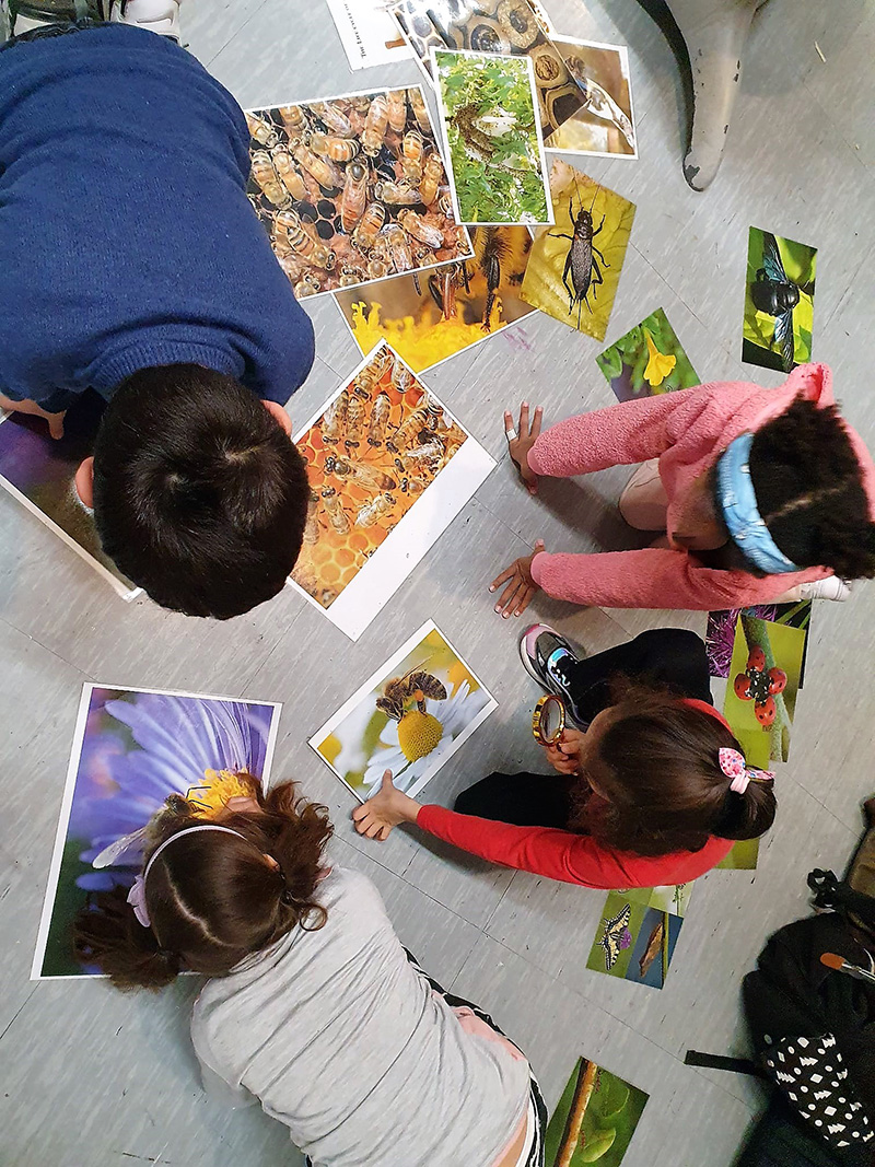 Bambini che guardano delle foto stampate di api e altri insetti Bambini che guardano delle foto stampate di api e altri insetti