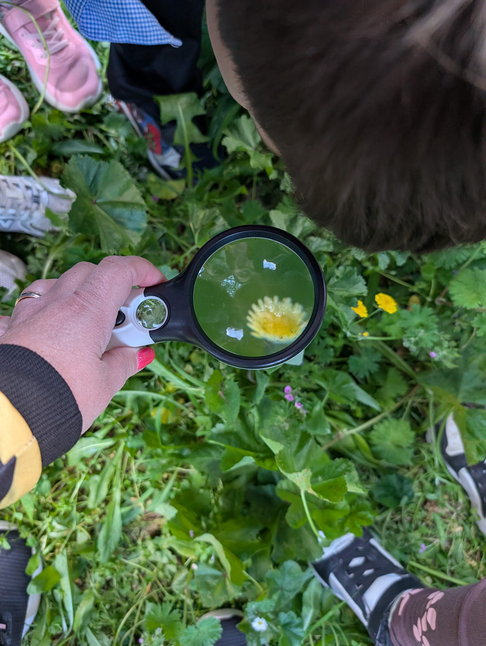 foto di mano con lente di ingrandimento che inquadra un fiore