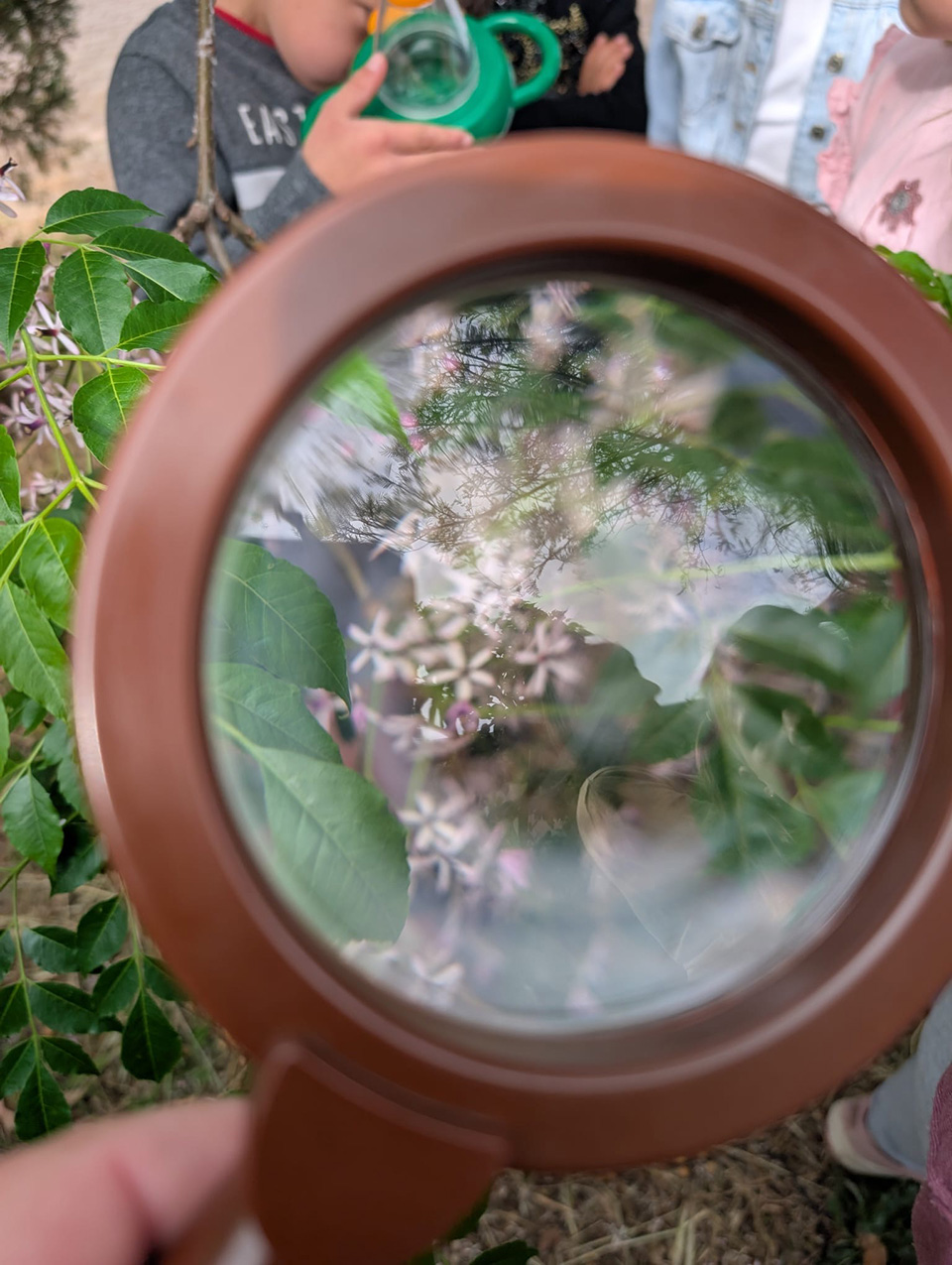 lente di ingrandimento che inquadra una foglia